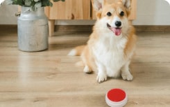 dog waiting to press the buzzer